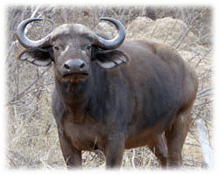 Krugerparken Afrikansk Buffel