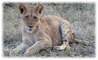 Krugerparken-Lejon