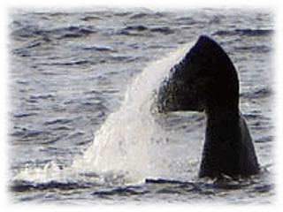 Whale Watching i Hermanus
